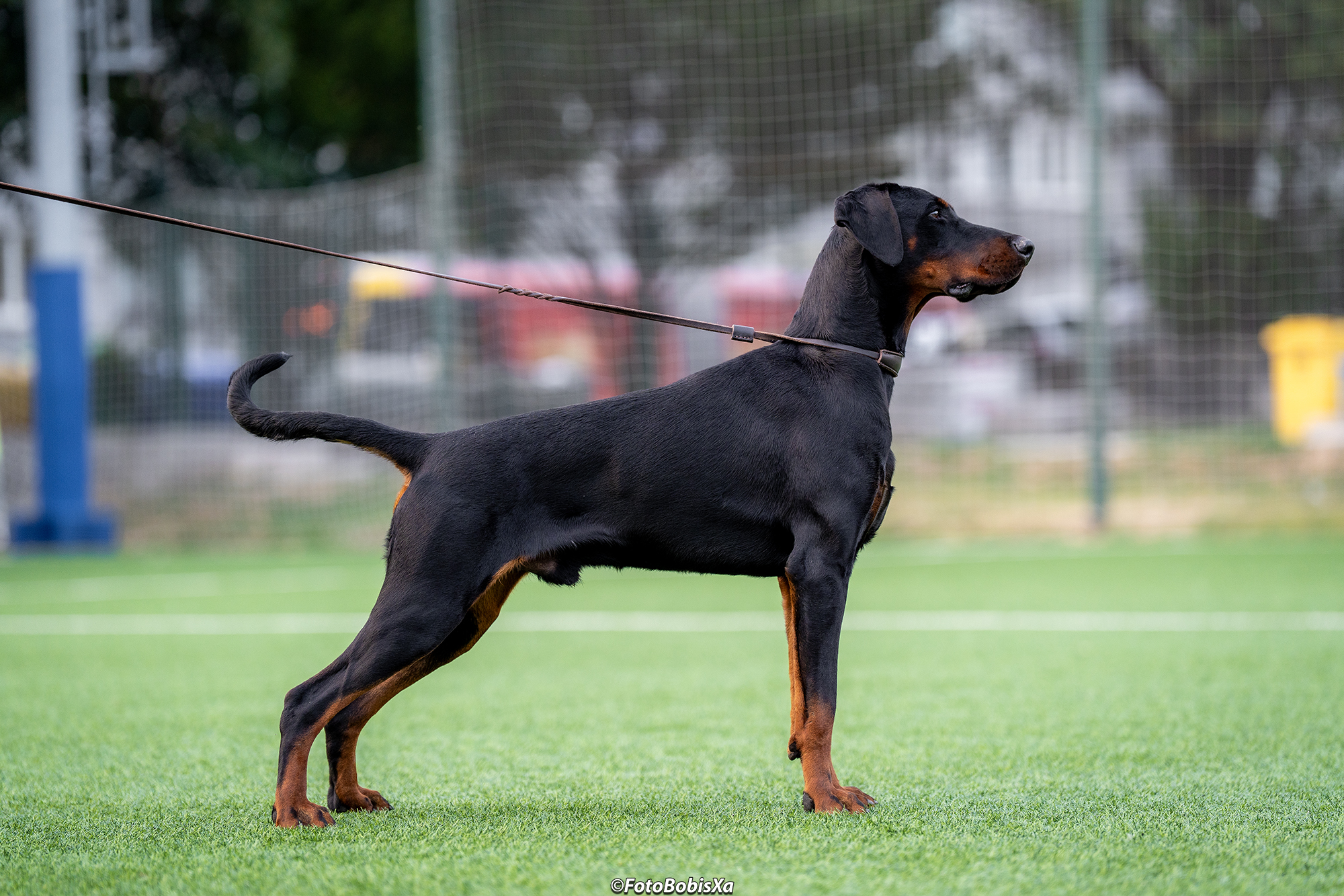 Doberman – изложба