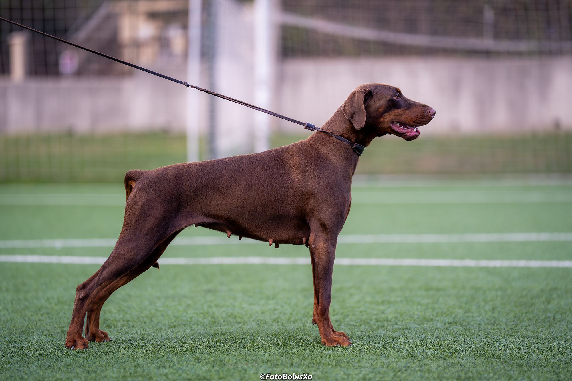 Doberman – изложба