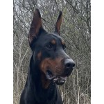 Пабло